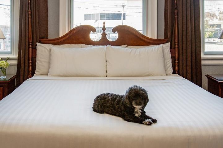 Small dog lays on hotel bed at pet-friendly MarQueen Hotel in Seattle.