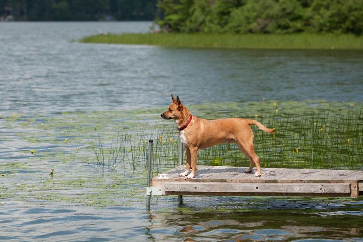 Ruff Guide to Wisconsin