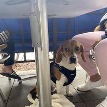 Oggi's Pizza & Brewing Company restaurant view 1