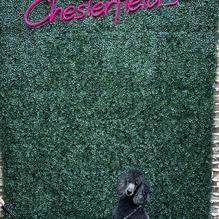 Chesterfield's restaurant view 2