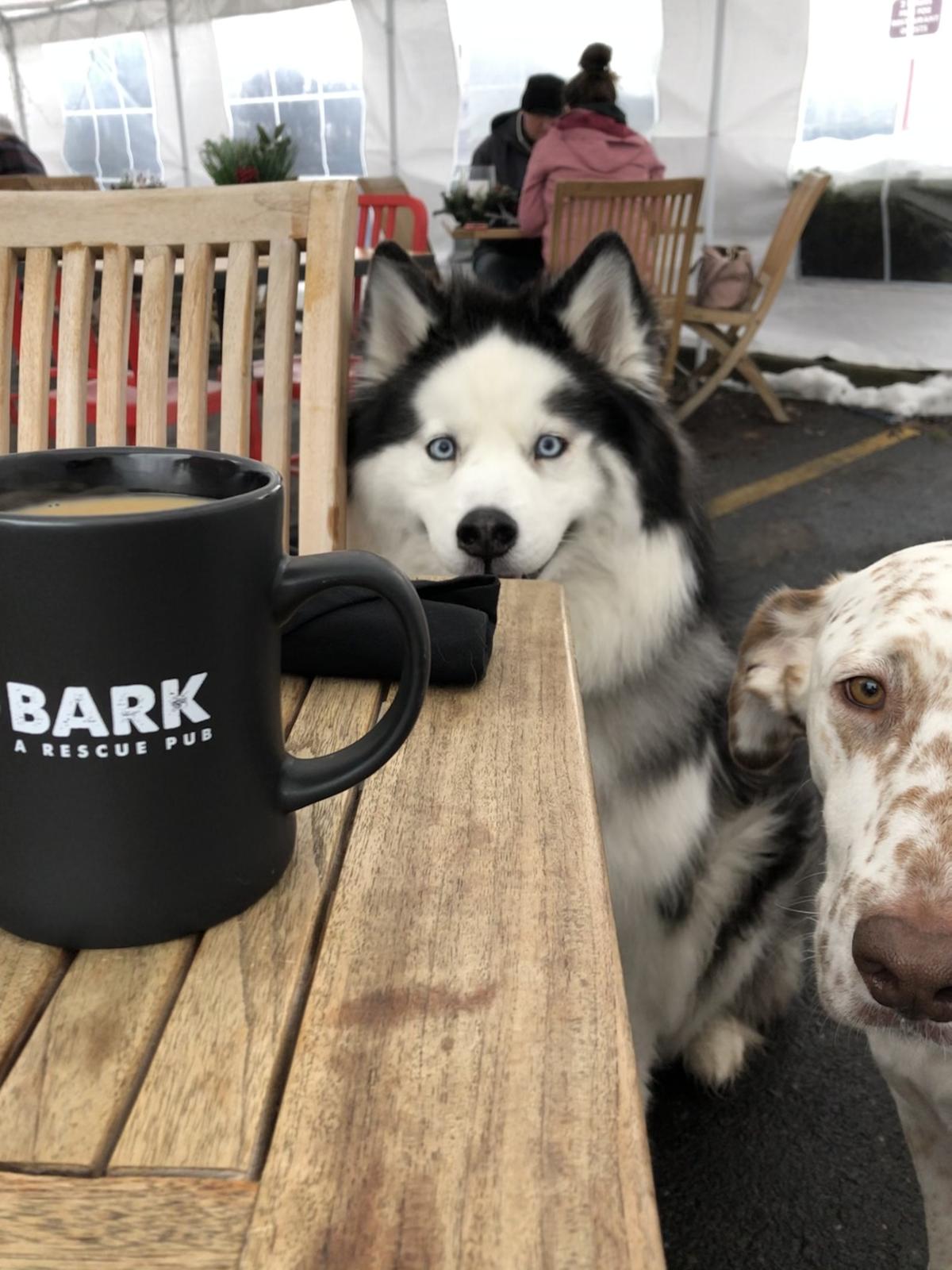 Bark, a Rescue Pub restaurant view 9
