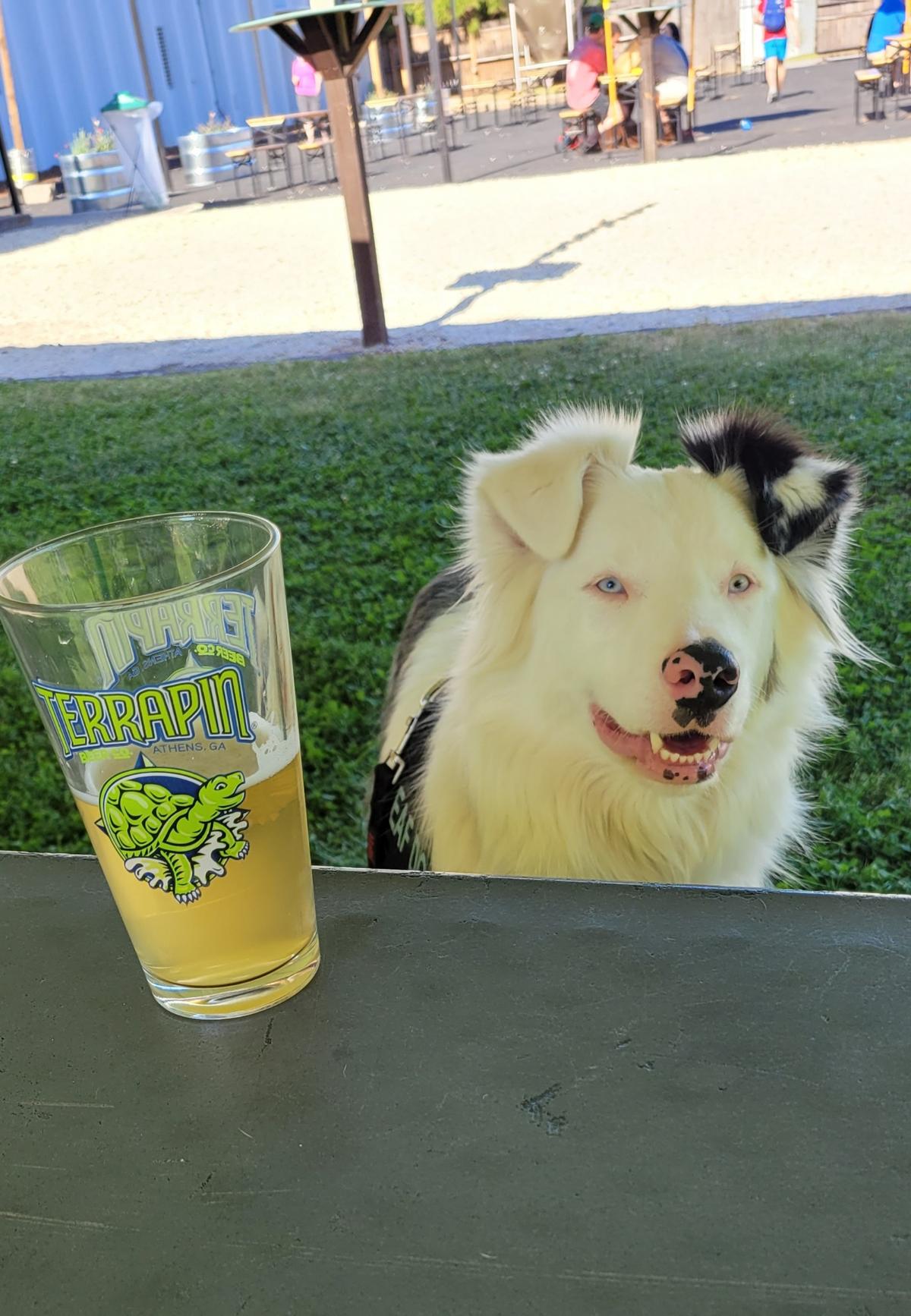 Terrapin Beer Company restaurant view 1