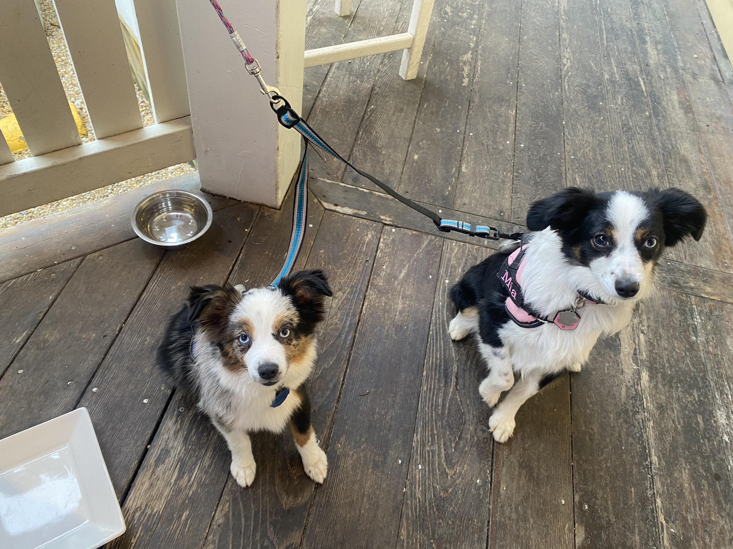 Pet Friendly Boatyard Bar & Grill