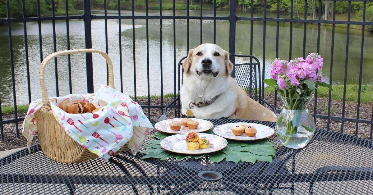 Dog brunch by the lake.