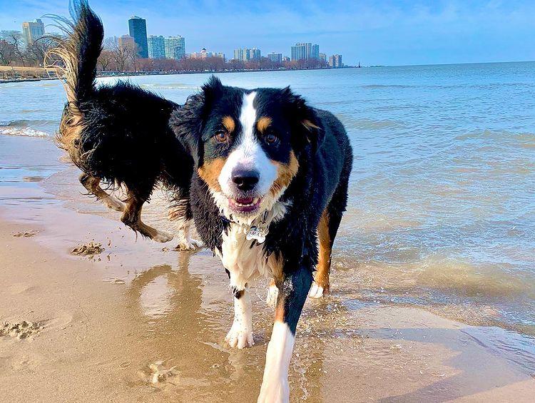 Montrose Dog Beach