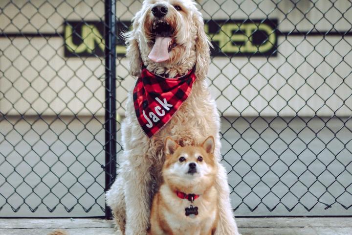 Two dogs at Barkology, a new dog park and bar.