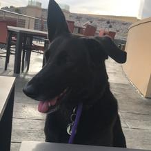 Stonehome Brewing Company restaurant view 1