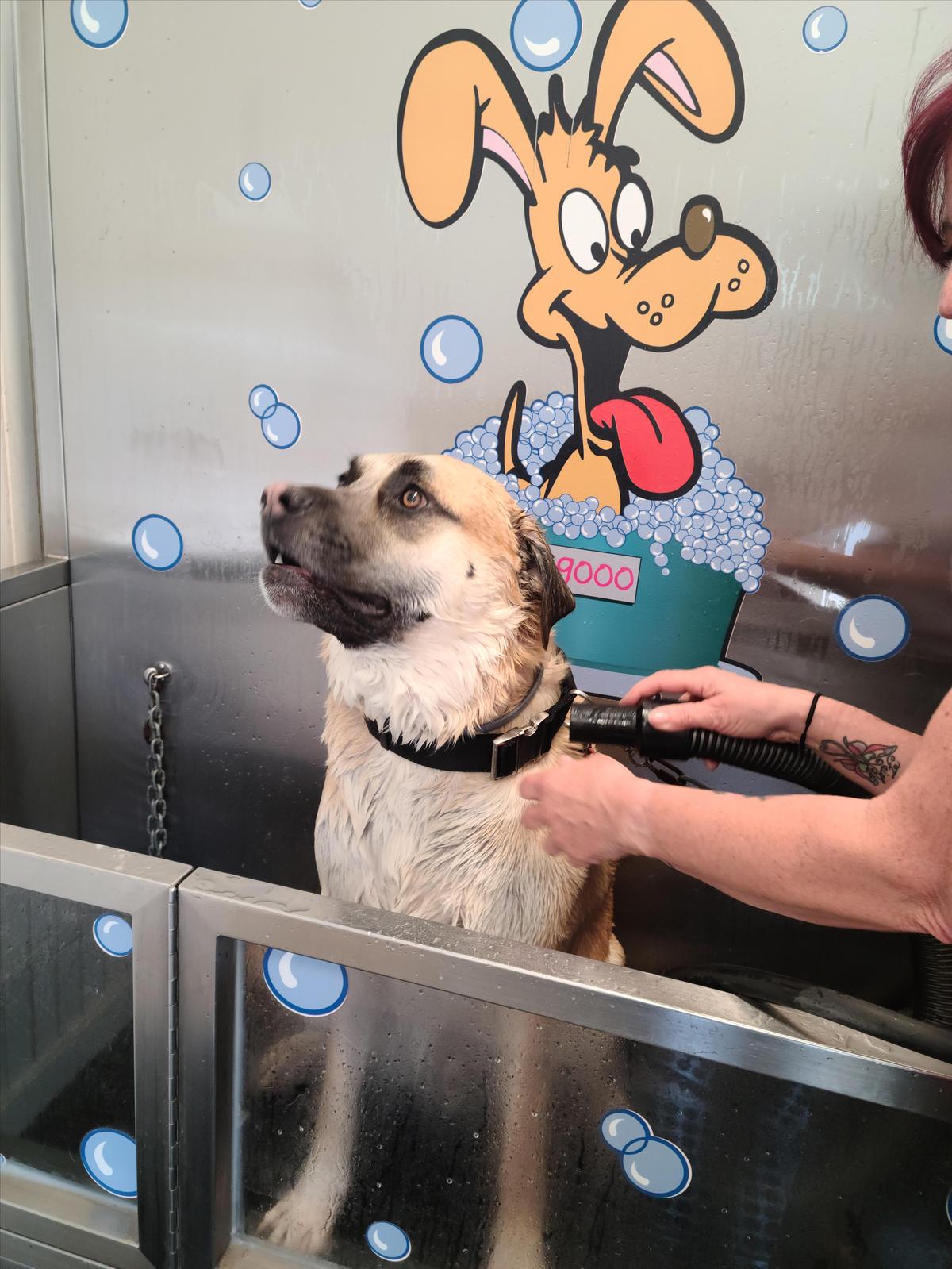North park dog wash 2025