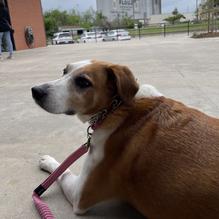 The Lokal Yukon restaurant view 1