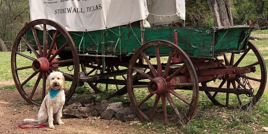 Hill country hounds mobile hot sale grooming