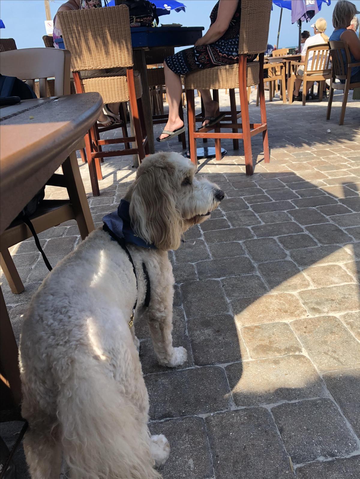 Gulf Drive Cafe restaurant view 4