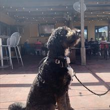 McGraff's American Grille restaurant view 2