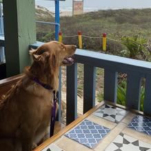 The Port a Beach Lodge Restaurant restaurant view 2