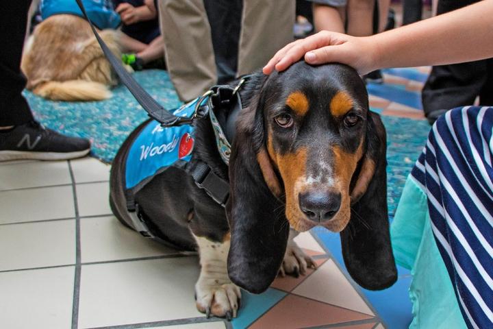 A Paw Pilot Therapy Dog