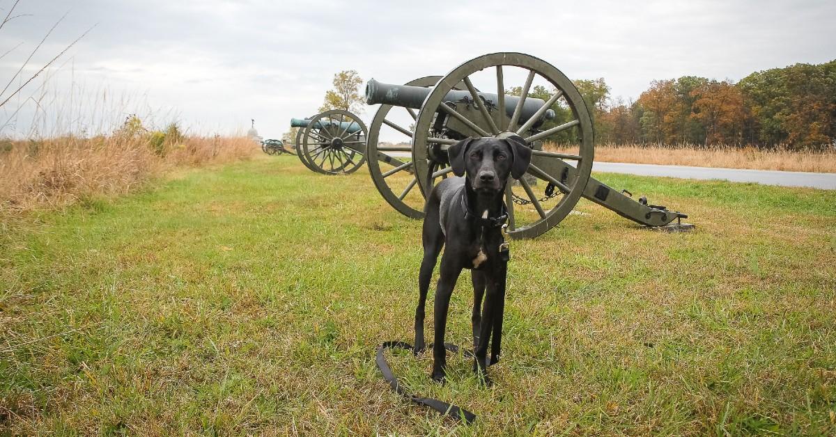 Explore U.S. Military History With Fido This Memorial Day