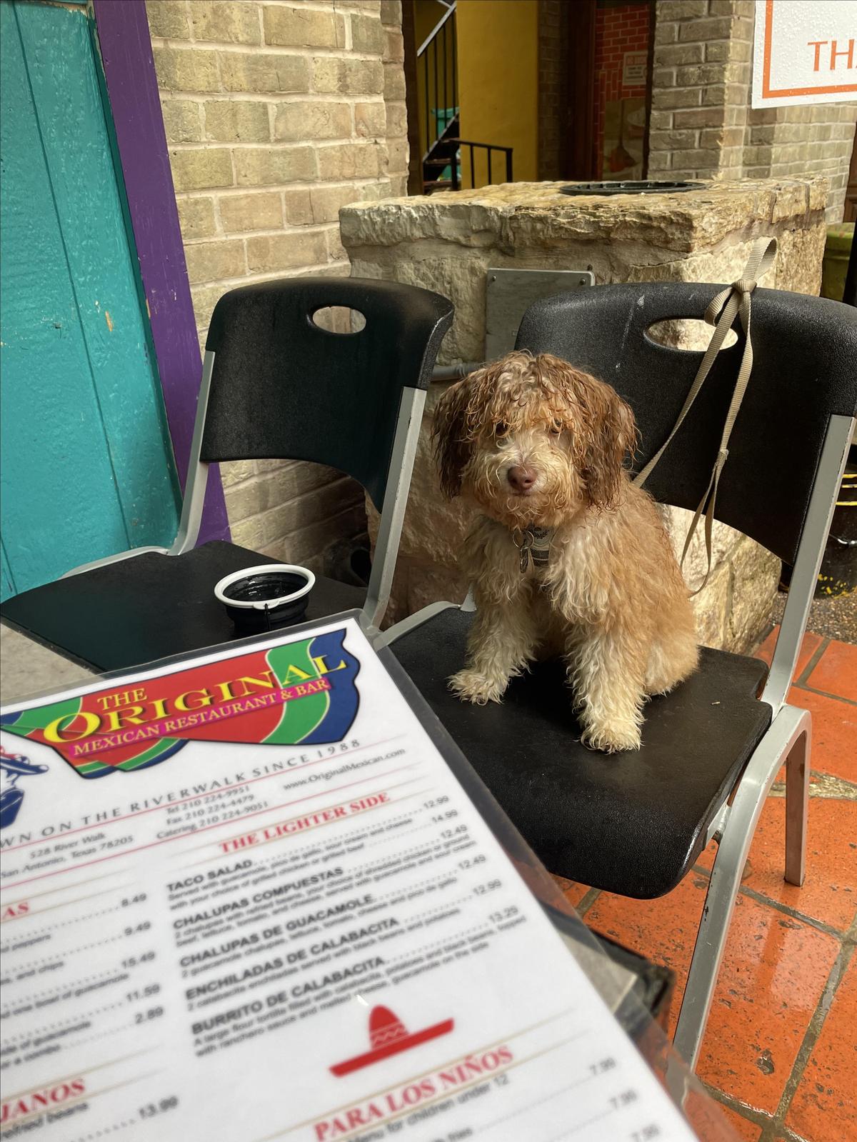 Original Mexican Restaurant restaurant view 1