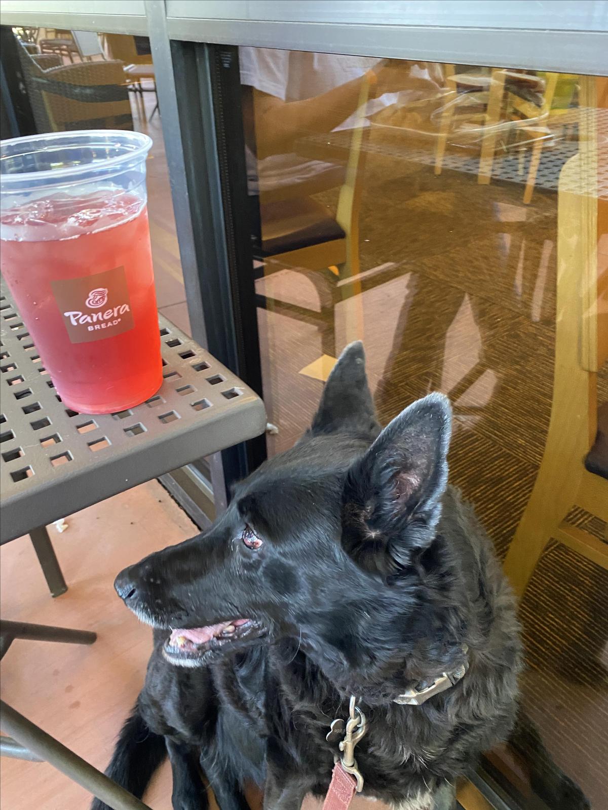 Panera Bread restaurant view 1