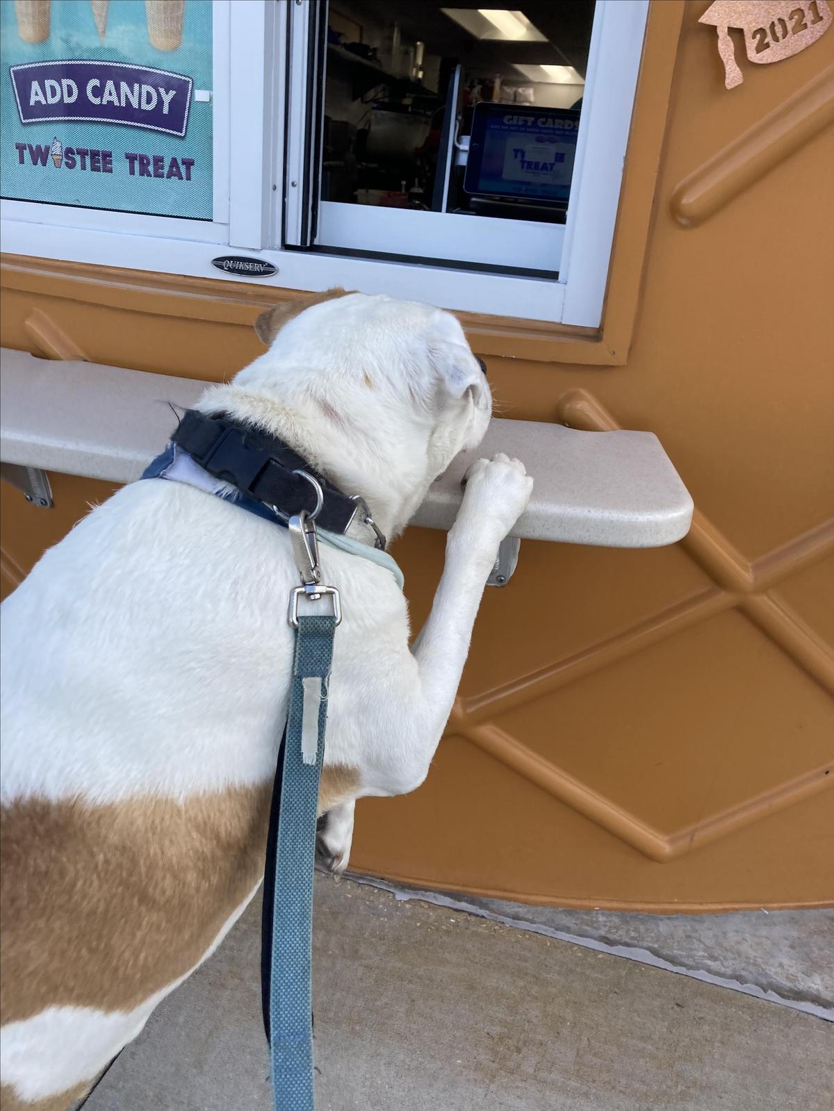 Twistee Treat Homosassa restaurant view 2