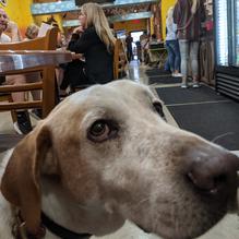 Squeeze In restaurant view 1