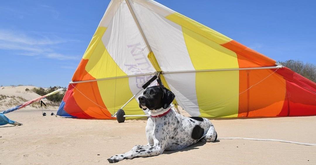 June Events to Mark on Fido’s Calendar