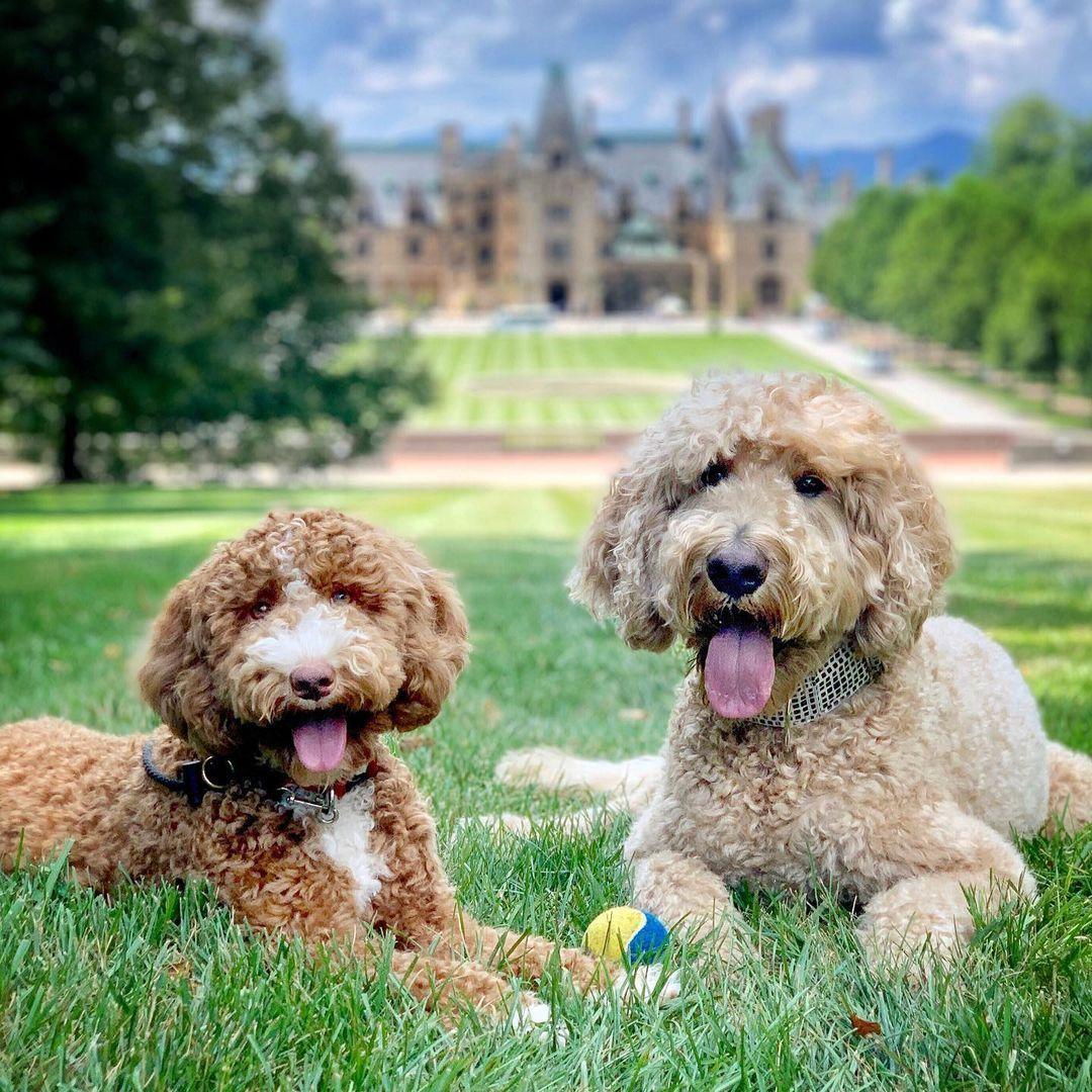 biltmore dog kennels