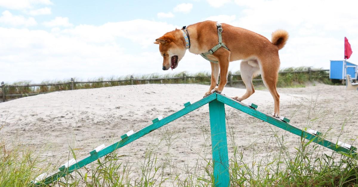Make Waves at These 8 Beachfront Dog Parks