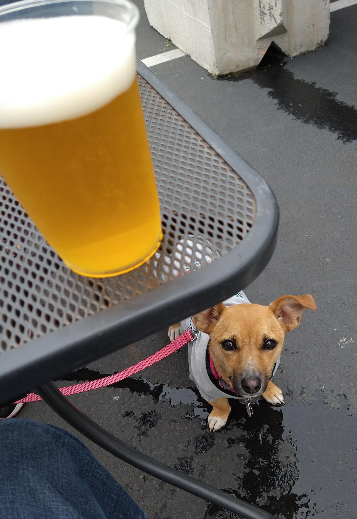 Seaside Brewing Company restaurant view 3