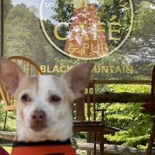 Straightaway Cafe & Pub restaurant view 3