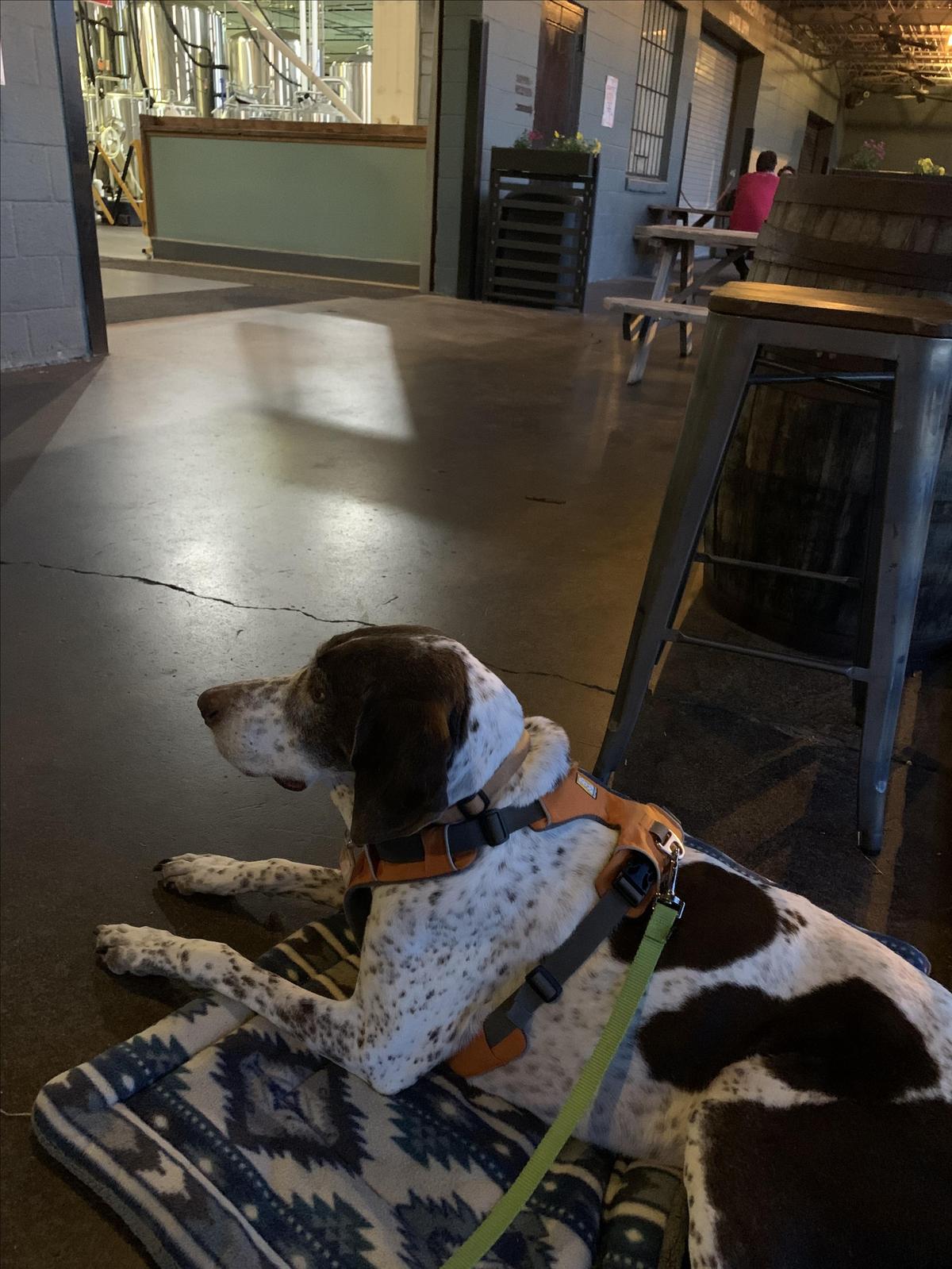 O'Connor Brewing Company restaurant view 1