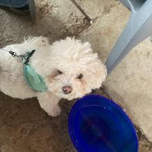 Flat Tire Burgers restaurant view 1