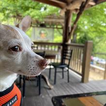 Straightaway Cafe & Pub restaurant view 1