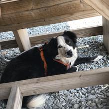 Oliver's on the Cape Fear restaurant view 3