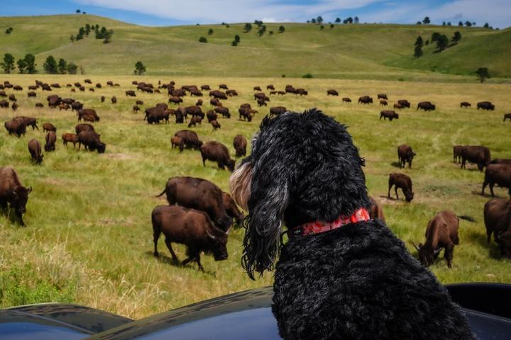 A dog watching bison at Custer State Park.