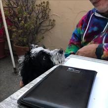 Pezzellas Villa Napoli restaurant view 1