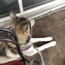 Dodies Places Cajun Bar & Grill restaurant view 1