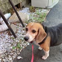 Bearskin Neck Bistro restaurant view 2