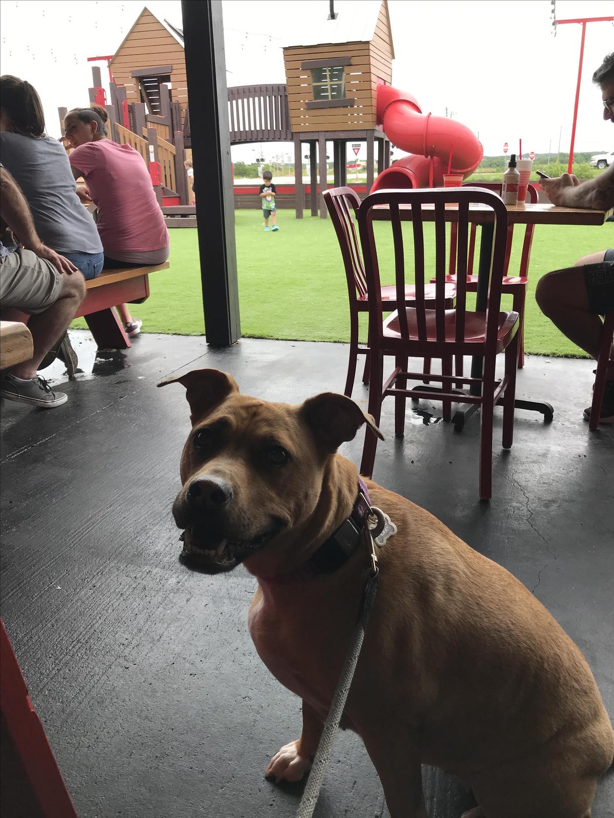 Hat Creek Burger Company restaurant view 1