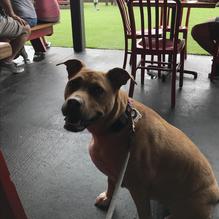 Hat Creek Burger Company restaurant view 1