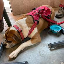 Tia Juana's Mexican Grille & Cantina restaurant view 3