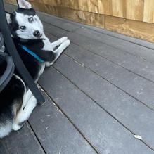 Blue Corn Harvest restaurant view 1