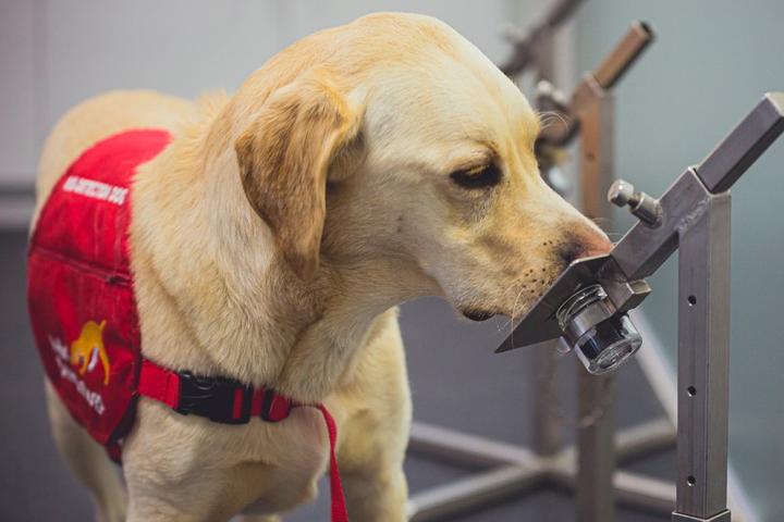 A dog trains to detect Covid-19.
