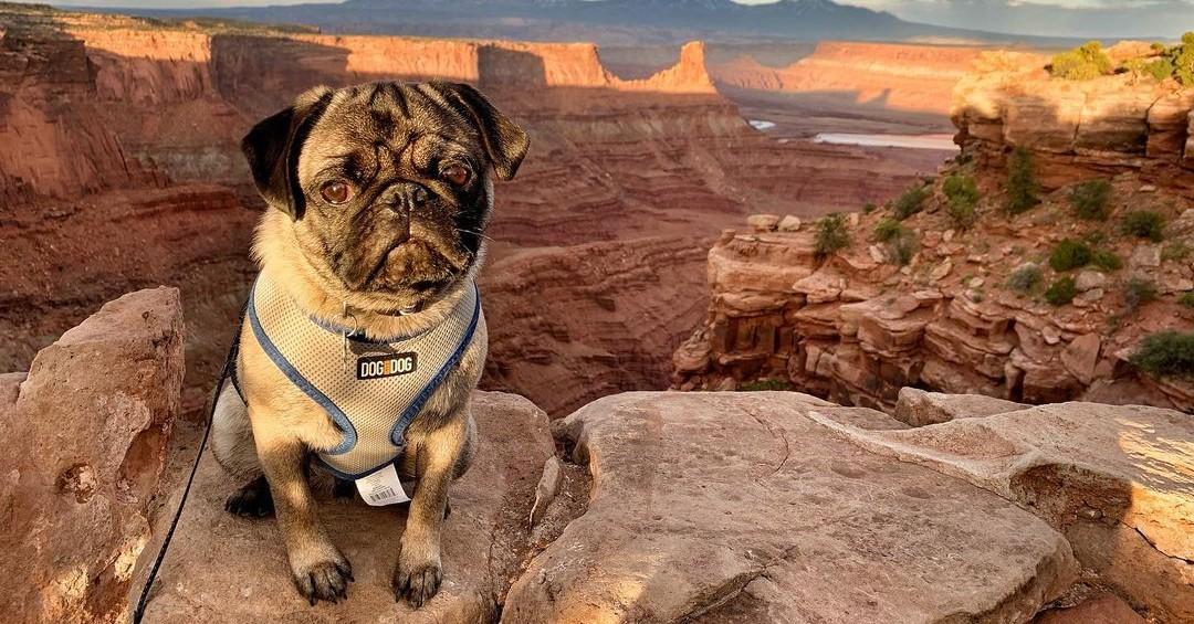 Fido’s Summer Road Trip: State Parks Edition