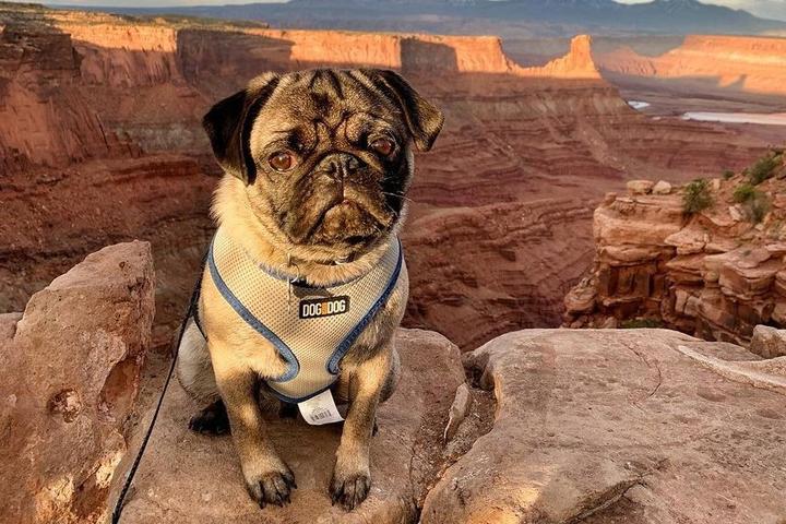 Fido’s Summer Road Trip: State Parks Edition