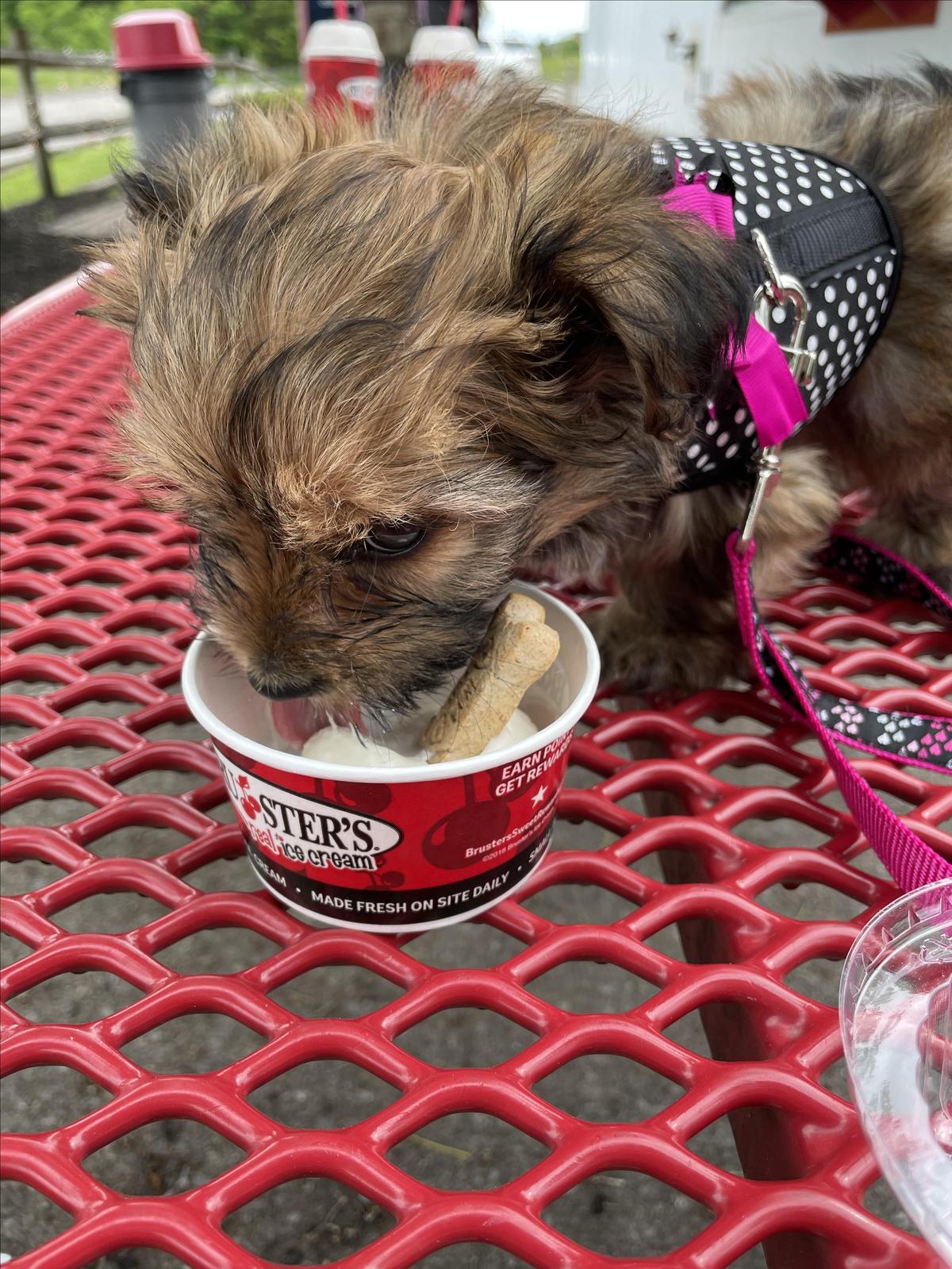 Bruster's Real Ice Cream restaurant view 1