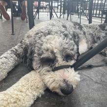 Nimarcos Pizza West restaurant view 1