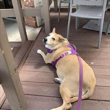 Old Chicago Pizza & Taproom restaurant view 2