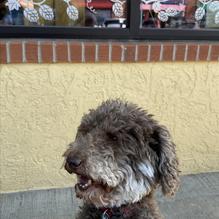 Coal Creek TAP restaurant view 3