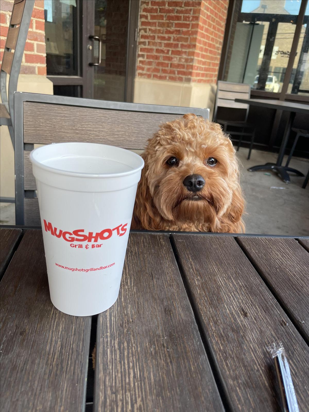 Mugshots Grill & Bar restaurant view 1