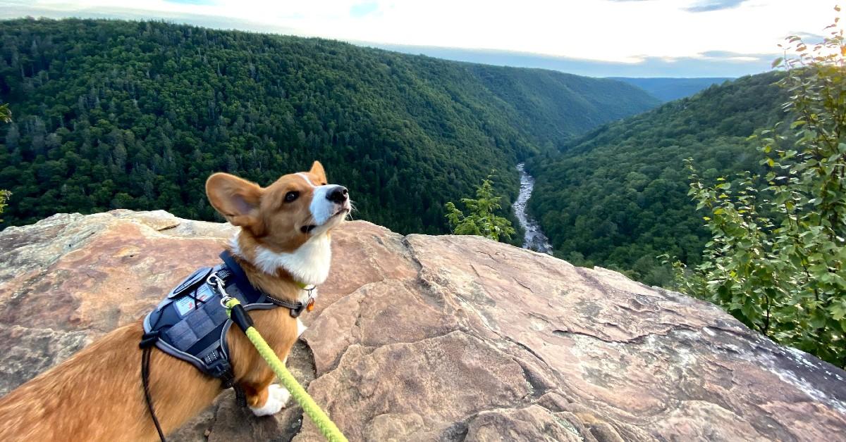 “This view is 'Corgous.'”