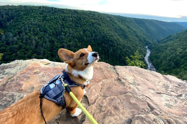 A Corgi looks out across a mountain range.
